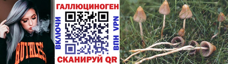 Псилоцибиновые грибы Cubensis даркнет телеграм Черняховск